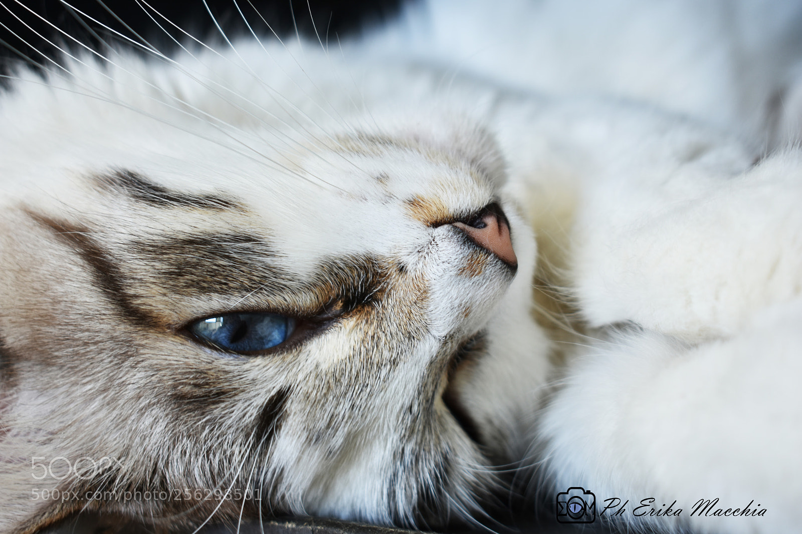 Nikon D3400 sample photo. Love photography