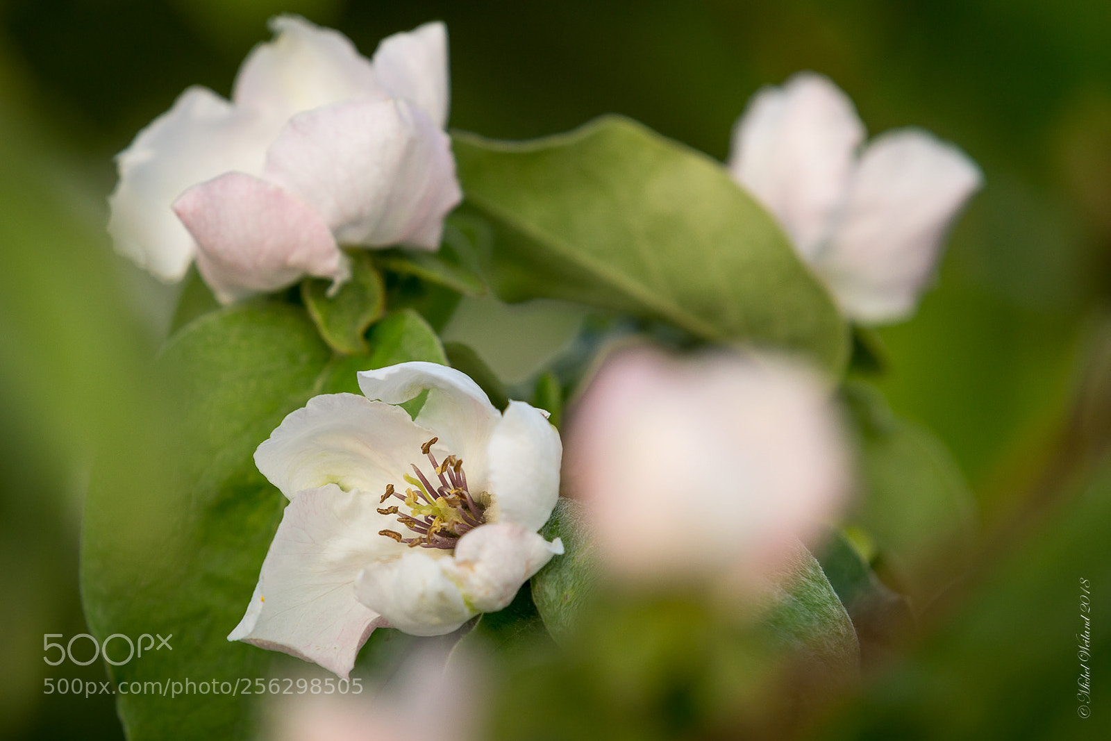 Canon EOS 6D sample photo. Spring flowers - cydonia photography