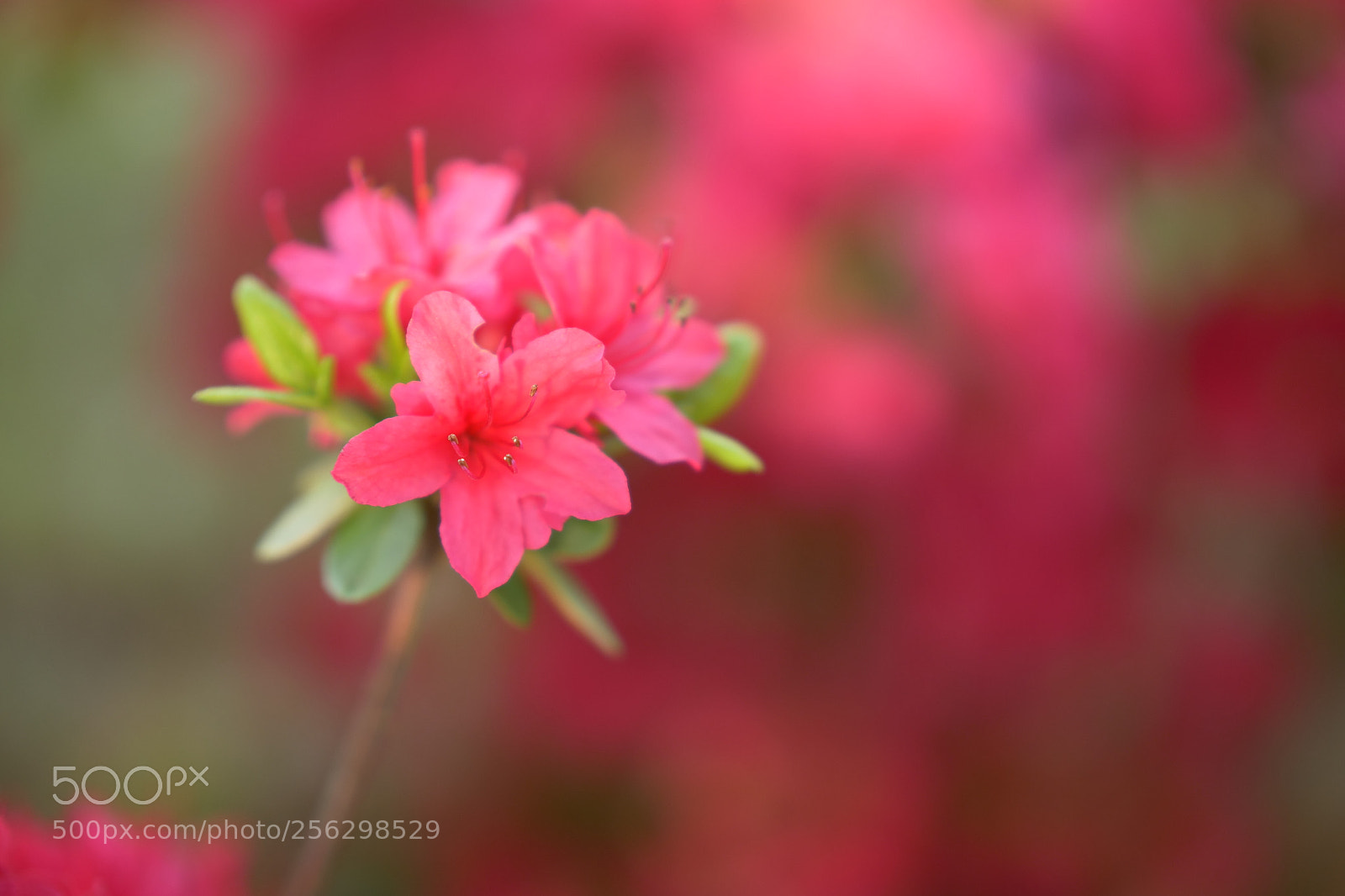 Panasonic Lumix DC-G9 sample photo. Azalea #03 photography