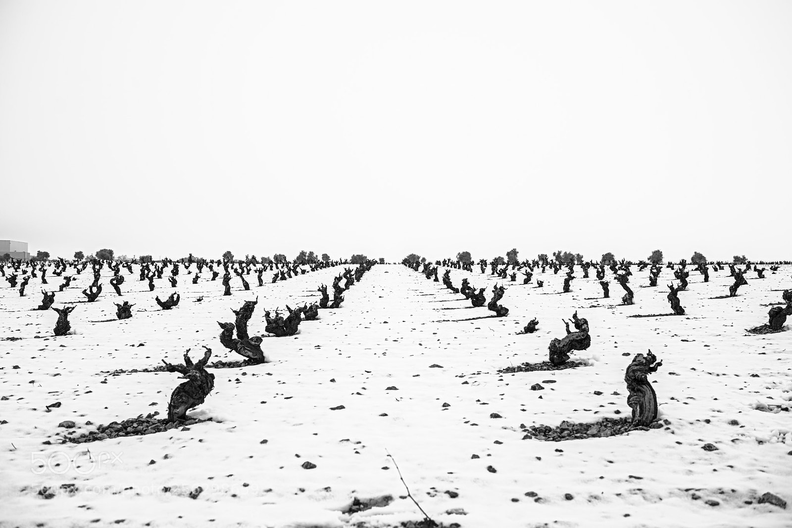 Nikon D610 sample photo. Winter field ii photography