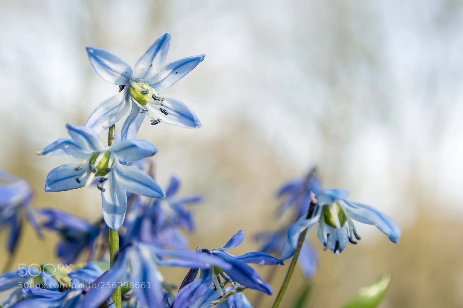 Olympus PEN E-PL5 sample photo. Flowers like stars photography