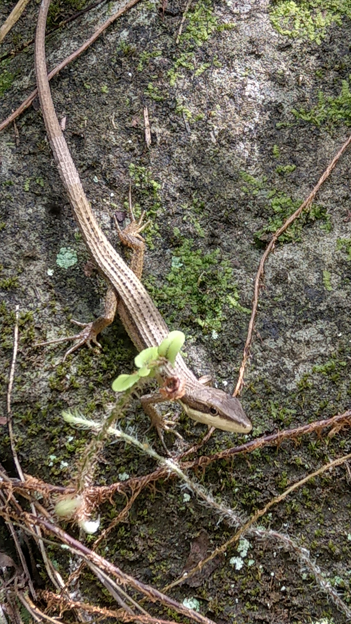 HTC U11 sample photo