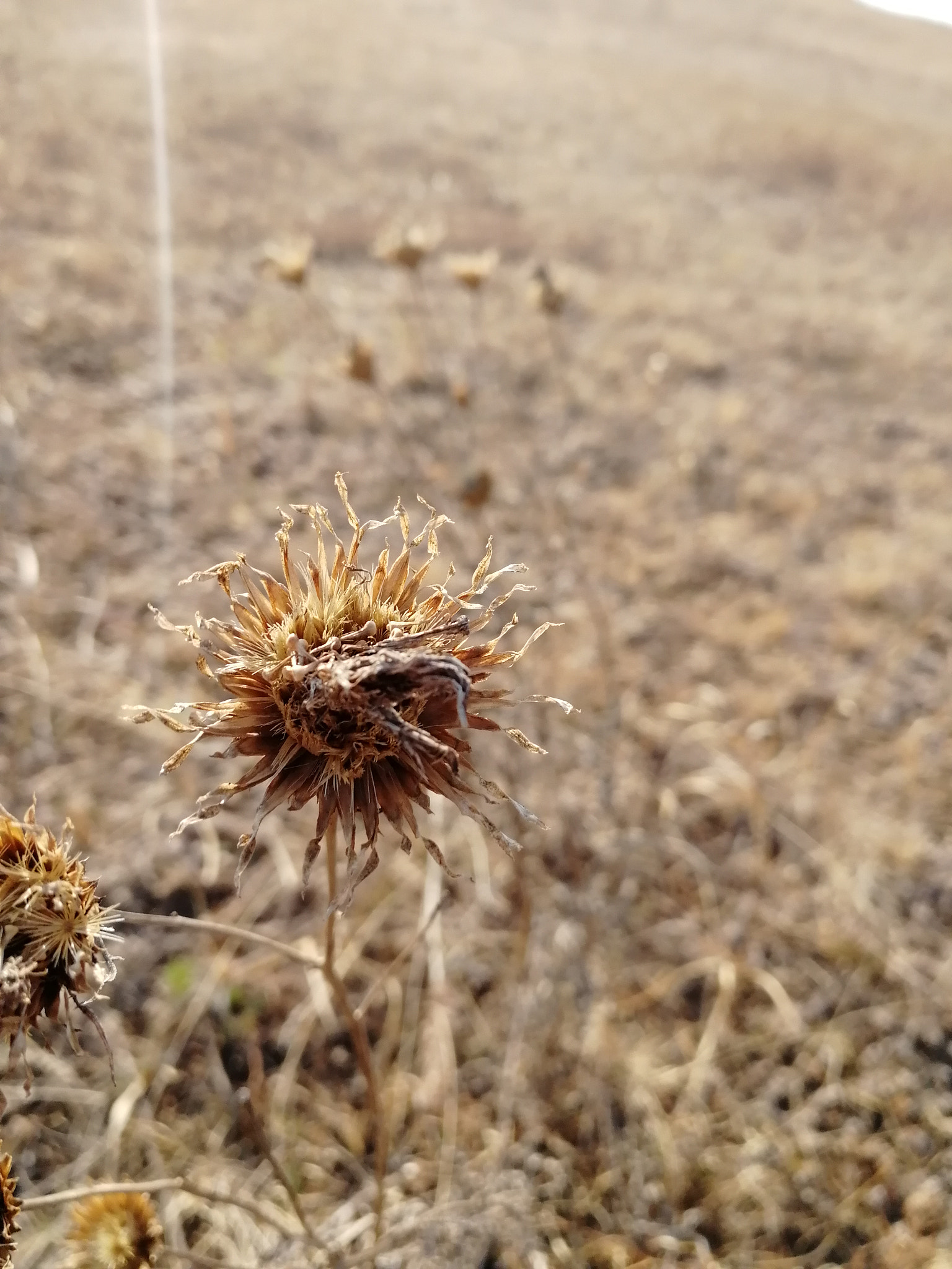 HUAWEI Honor 9 sample photo. Loneliness photography