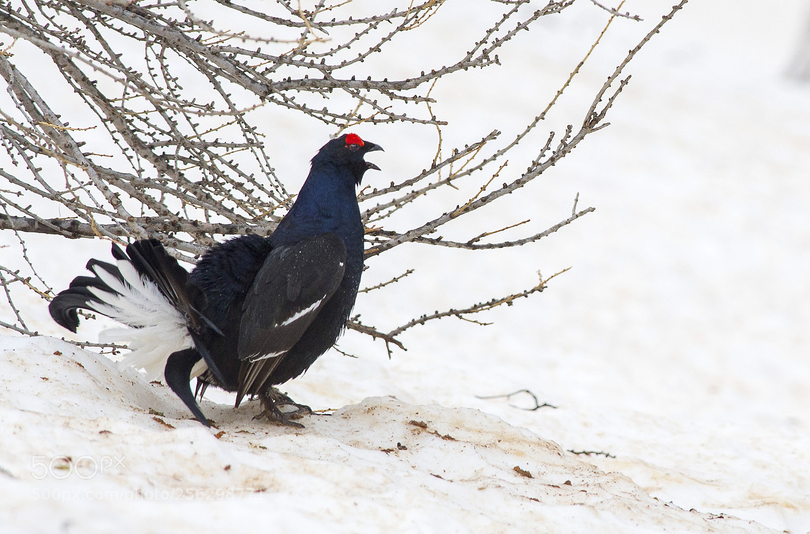 Nikon D3S sample photo. Gallo forcello - black photography