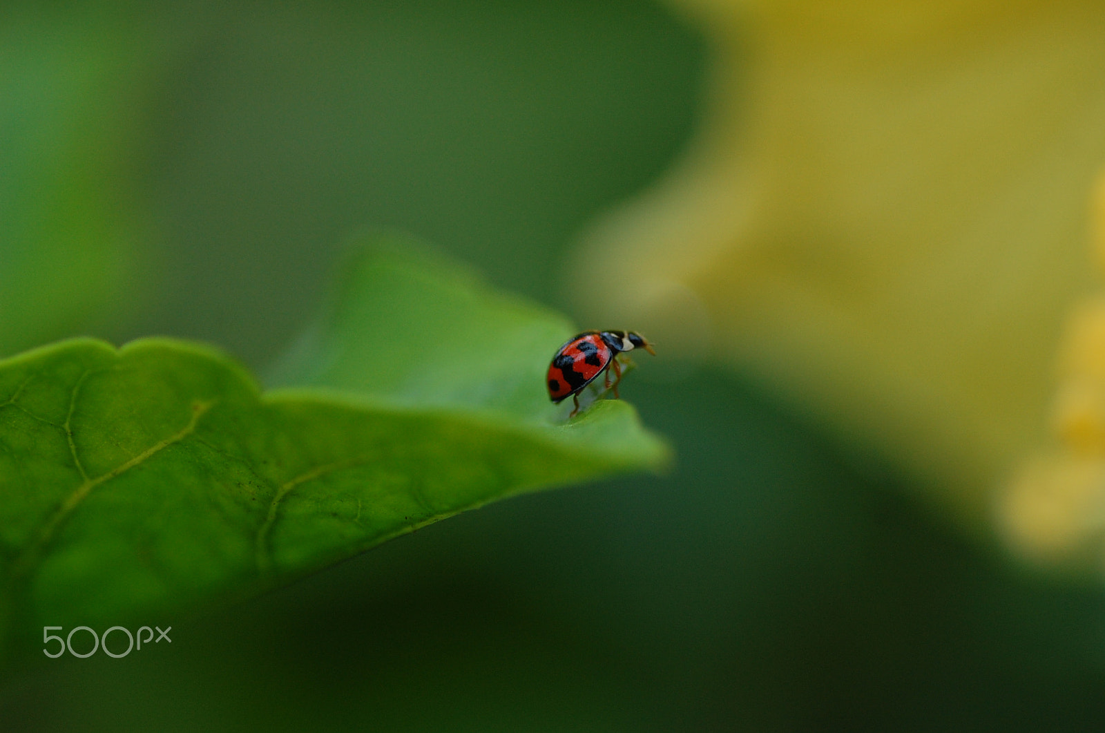 Nikon D40 sample photo. Ladybug photography