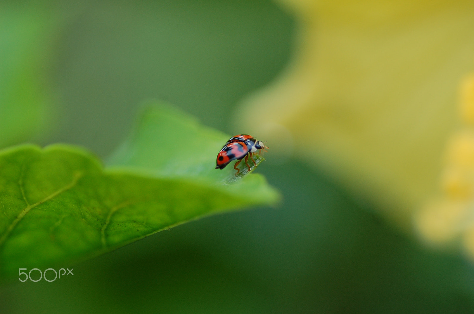 Nikon D40 sample photo. Ladybug photography