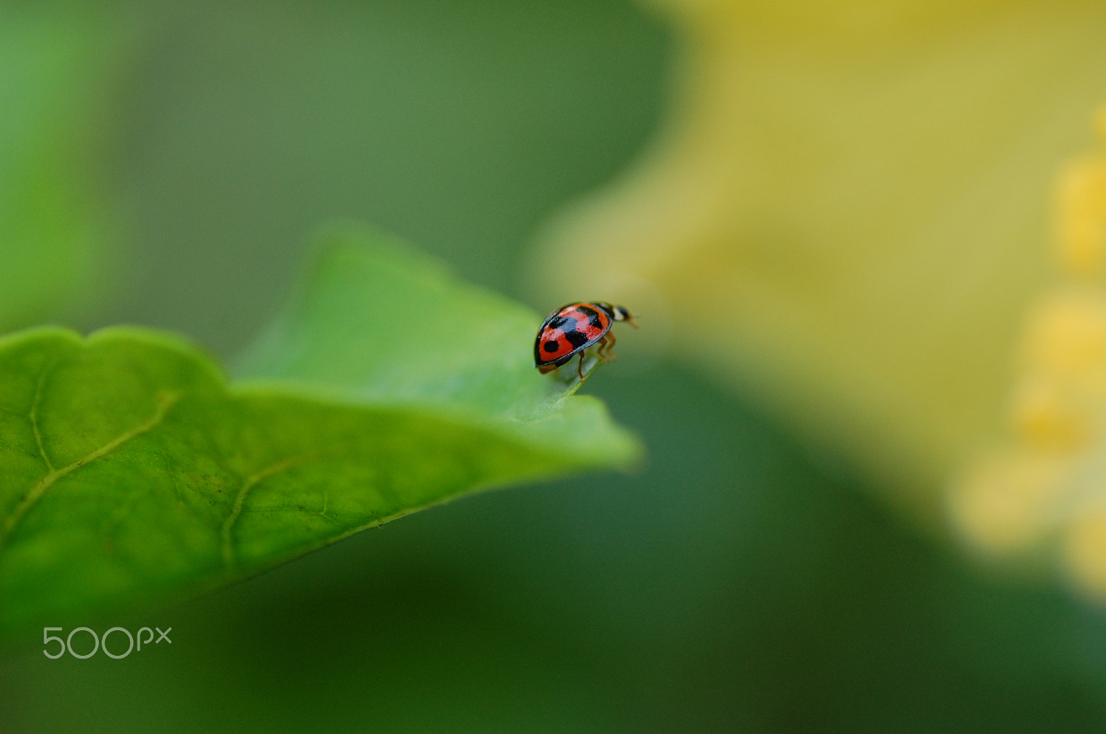 Nikon D40 sample photo. Ladybug photography