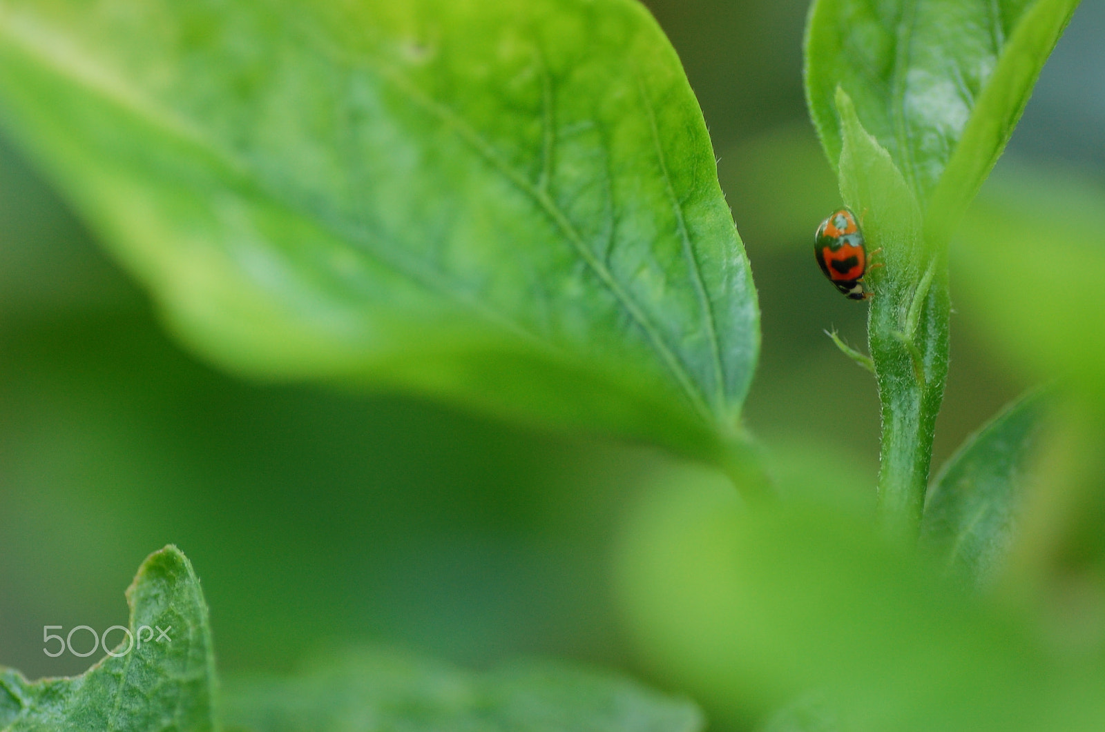 Nikon D40 sample photo. Ladybug photography