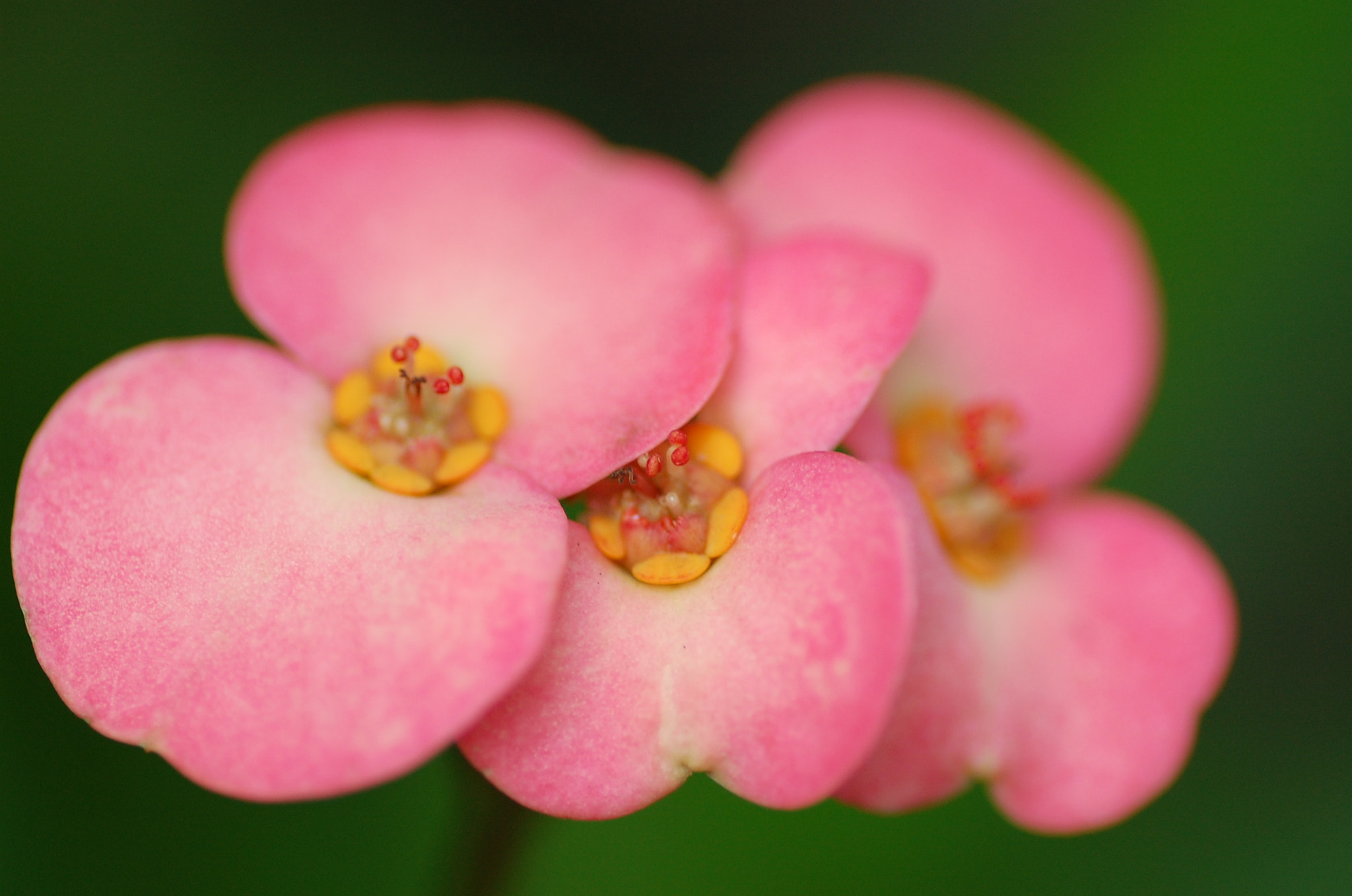 Nikon D40 sample photo. Flower photography