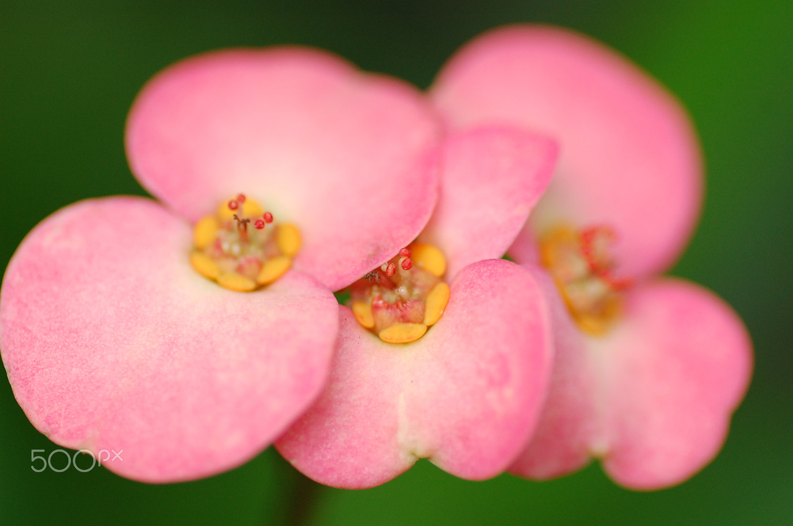 Nikon D40 sample photo. Flower photography