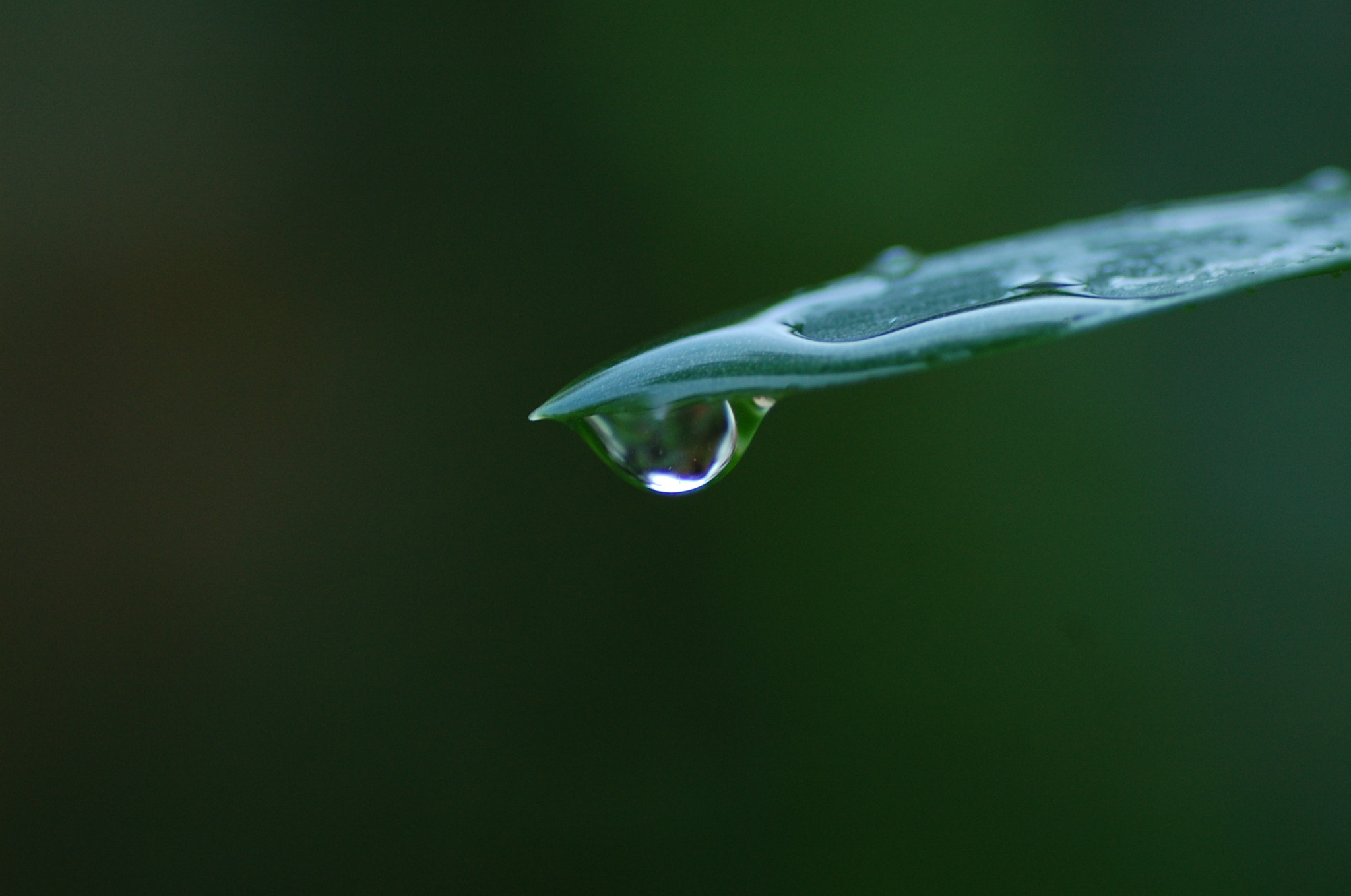 Nikon D40 sample photo. Water drop photography