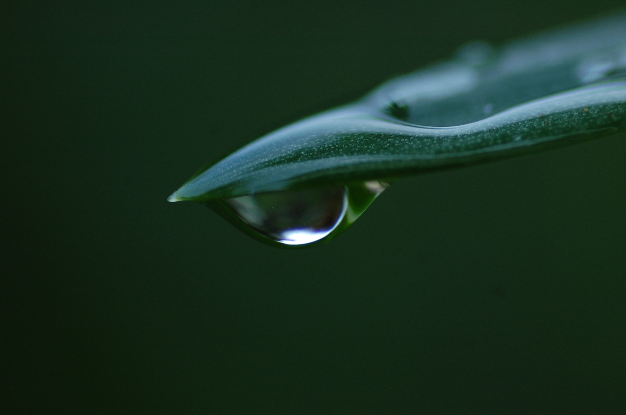 Nikon D40 sample photo. Water drop photography