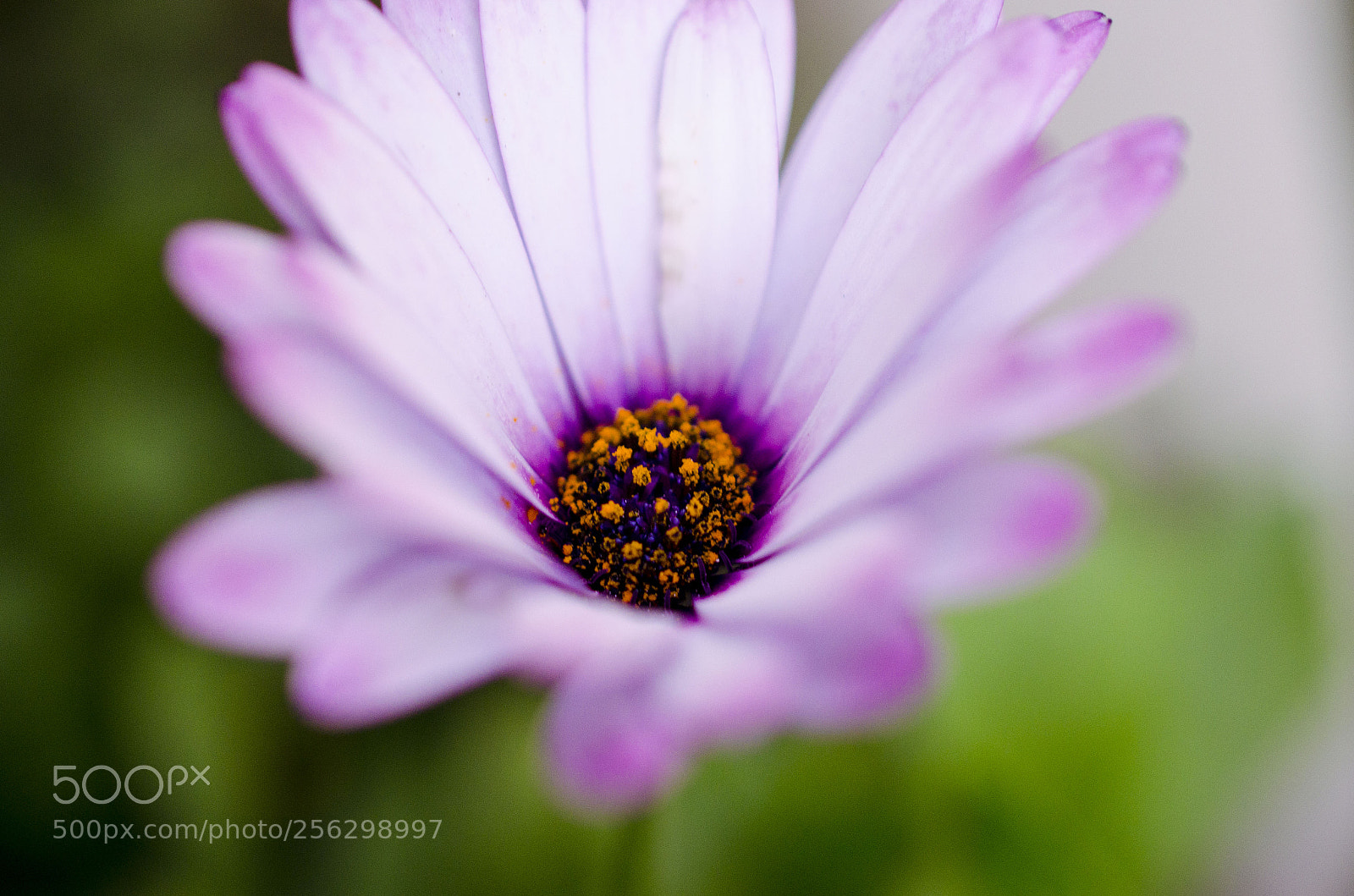 Nikon D5100 sample photo. Sweet flower... photography
