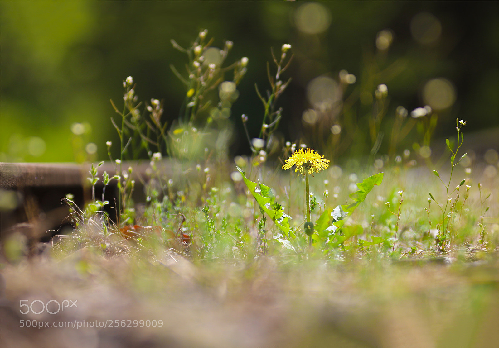 Canon EOS 6D Mark II sample photo. Nature at rail track photography