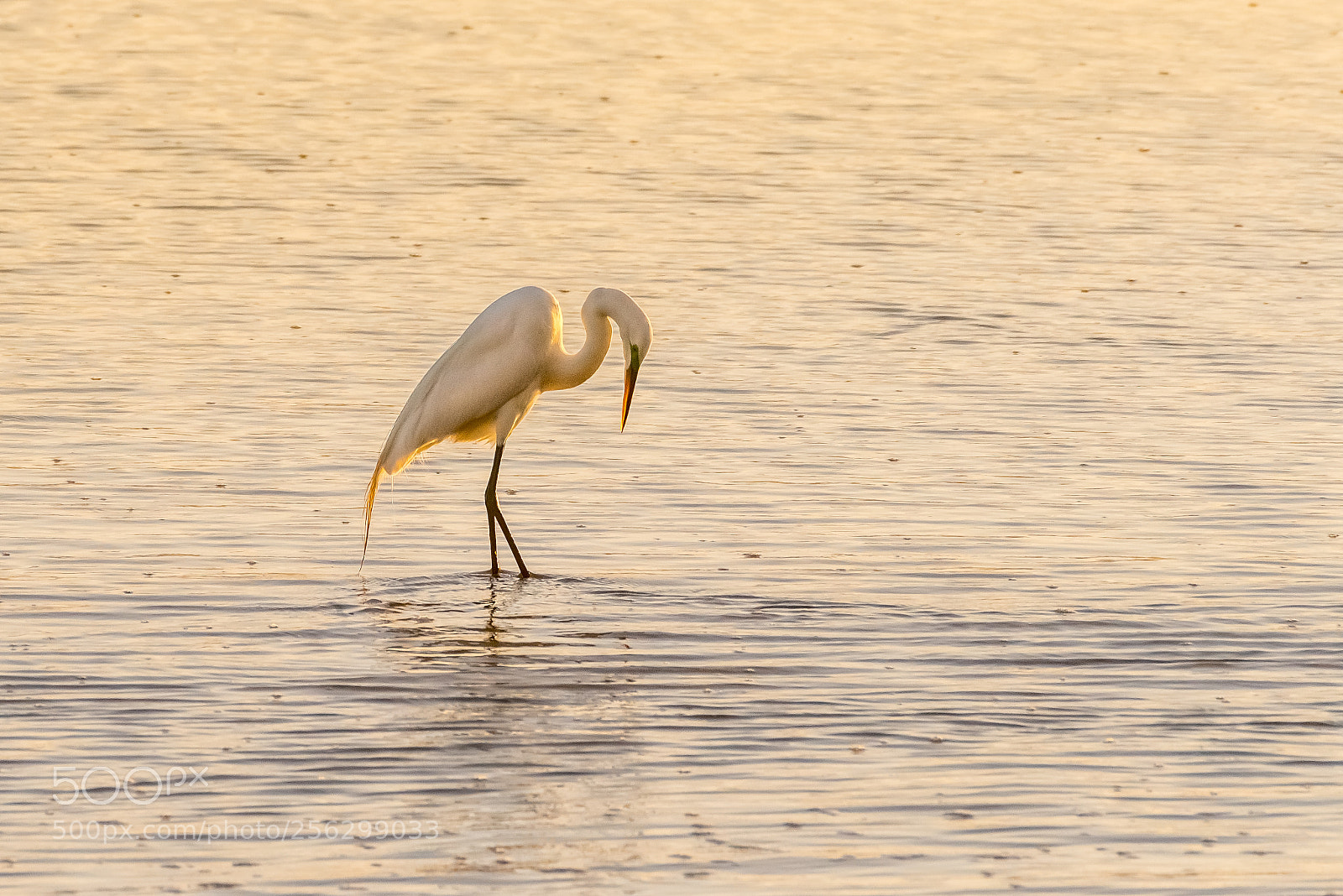 Pentax K-1 sample photo. Posing egret photography