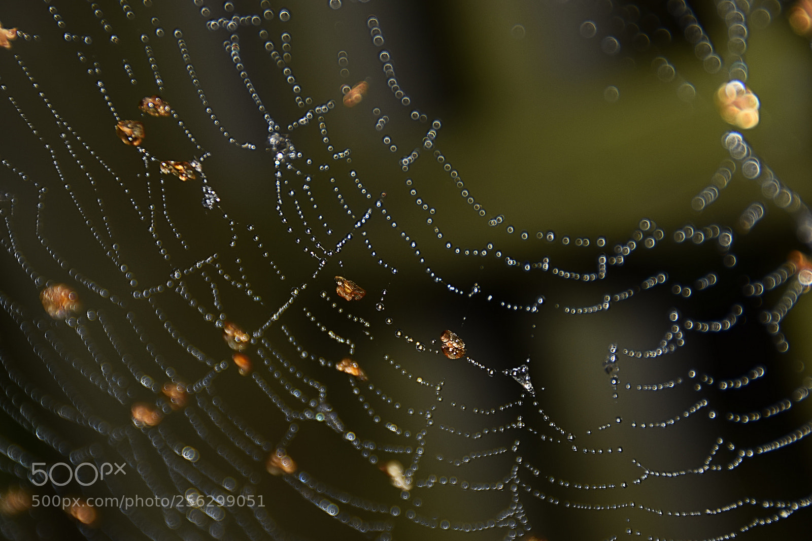 Nikon D5300 sample photo. Spider web with amber photography
