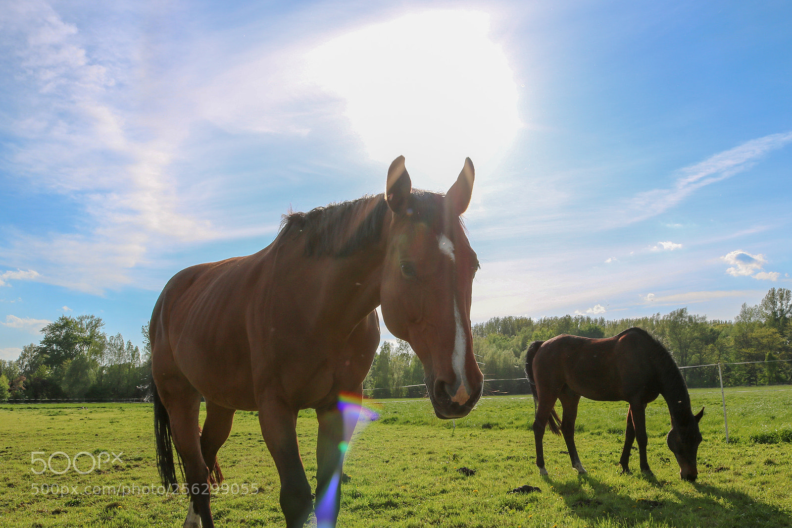 Canon EOS 750D (EOS Rebel T6i / EOS Kiss X8i) sample photo. Horses photography