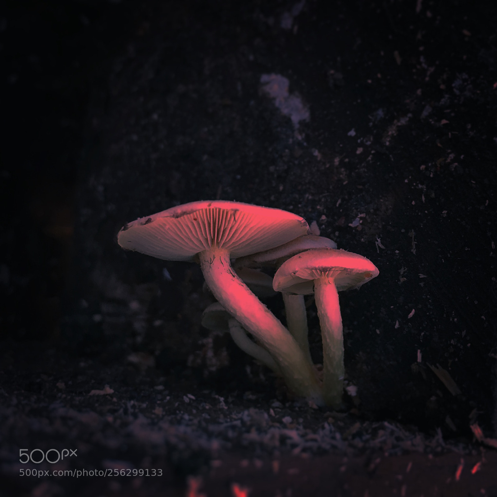 Apple iPhone 6 sample photo. Neon mushrooms photography