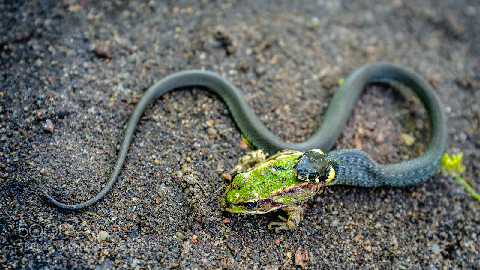 Fujifilm FinePix X100 sample photo. Grass snake photography