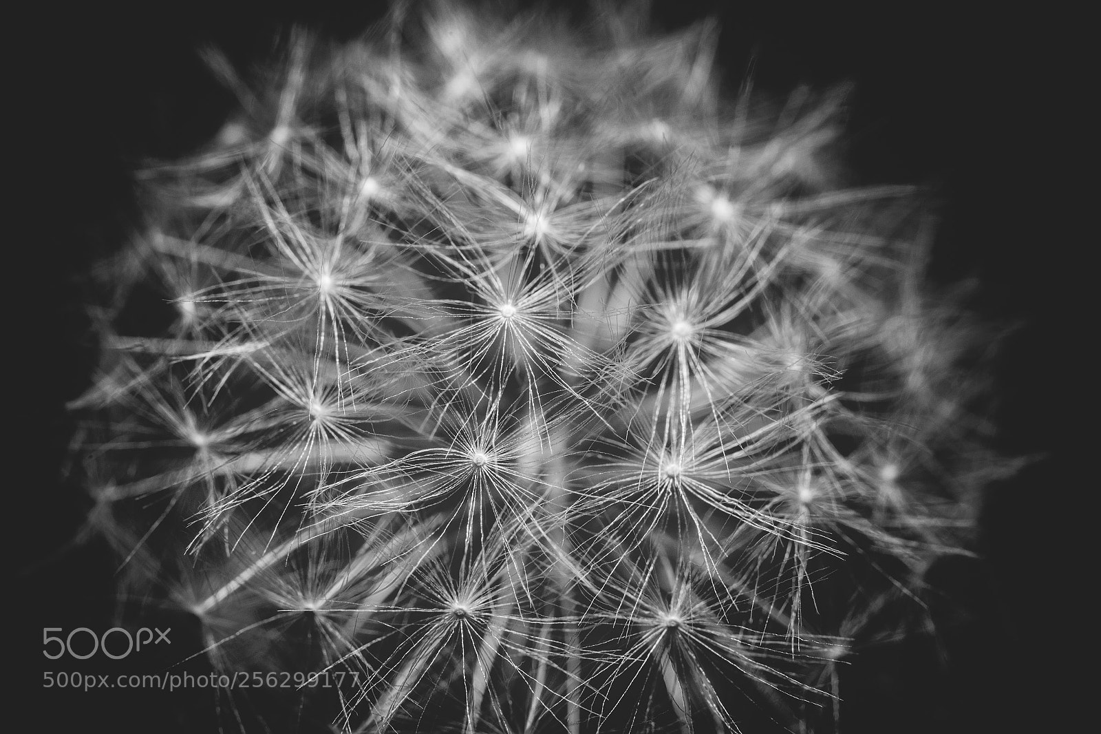 Canon EOS 6D sample photo. Fragile construct photography
