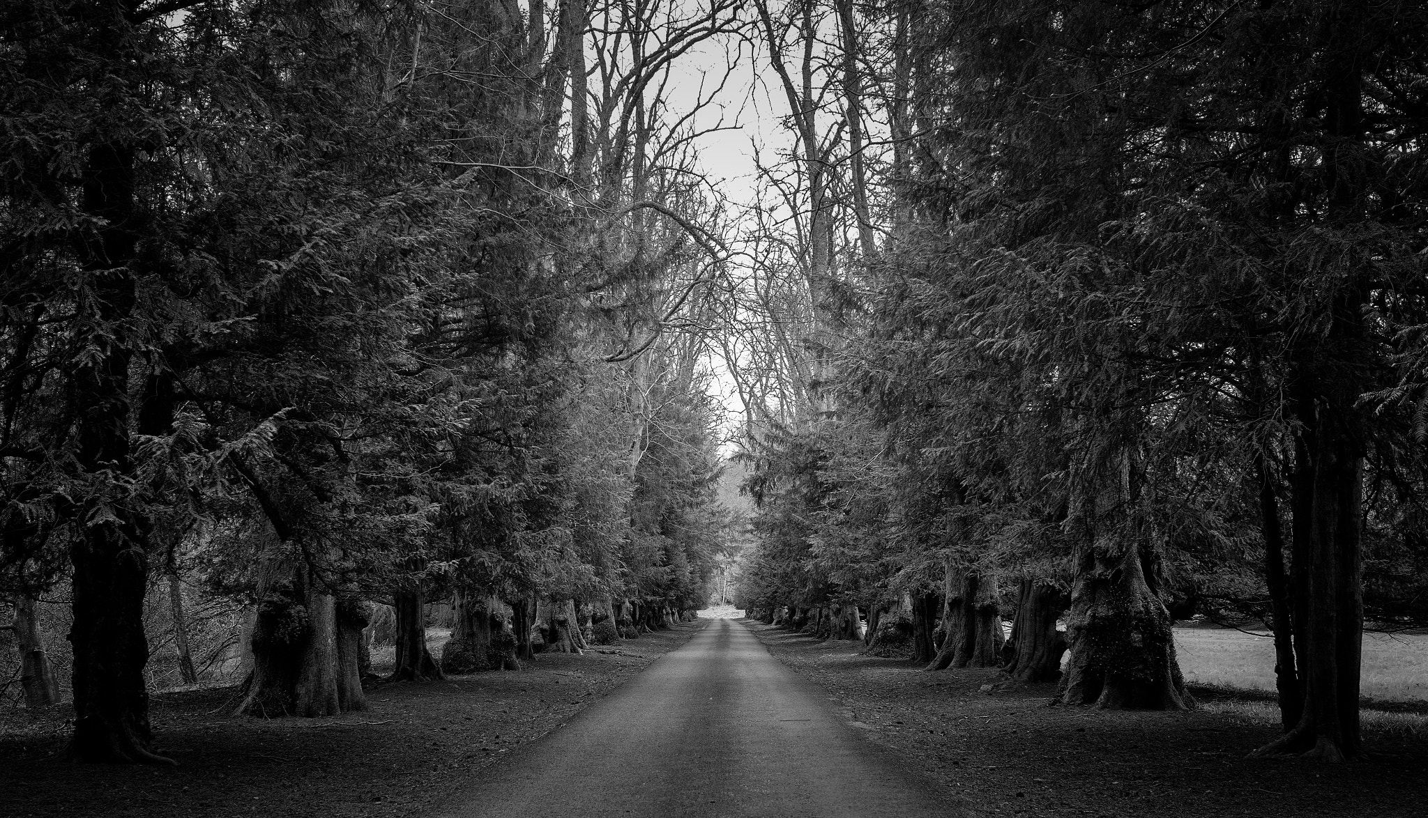 Leica CL sample photo. Murthly pines photography