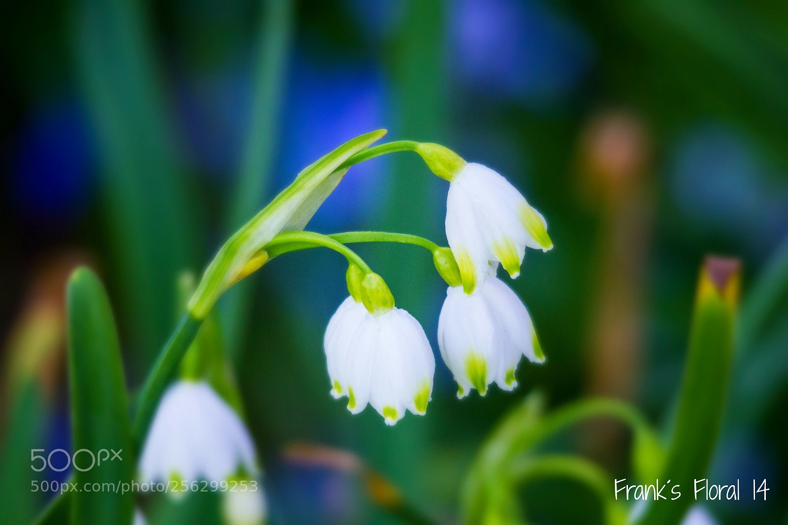 Canon EOS 550D (EOS Rebel T2i / EOS Kiss X4) sample photo. Three times a lady... photography