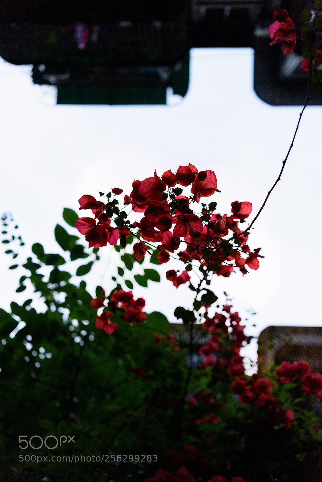 Nikon D810 sample photo. Ceil photography