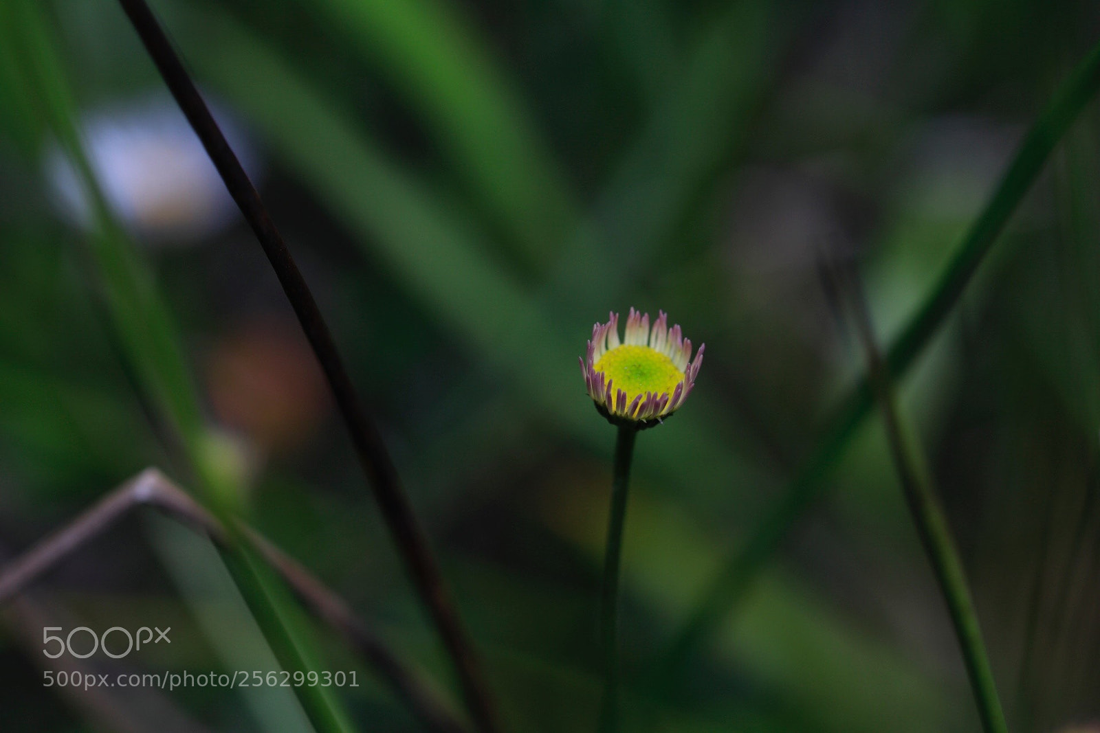 Canon EOS 80D sample photo. Flower  photography