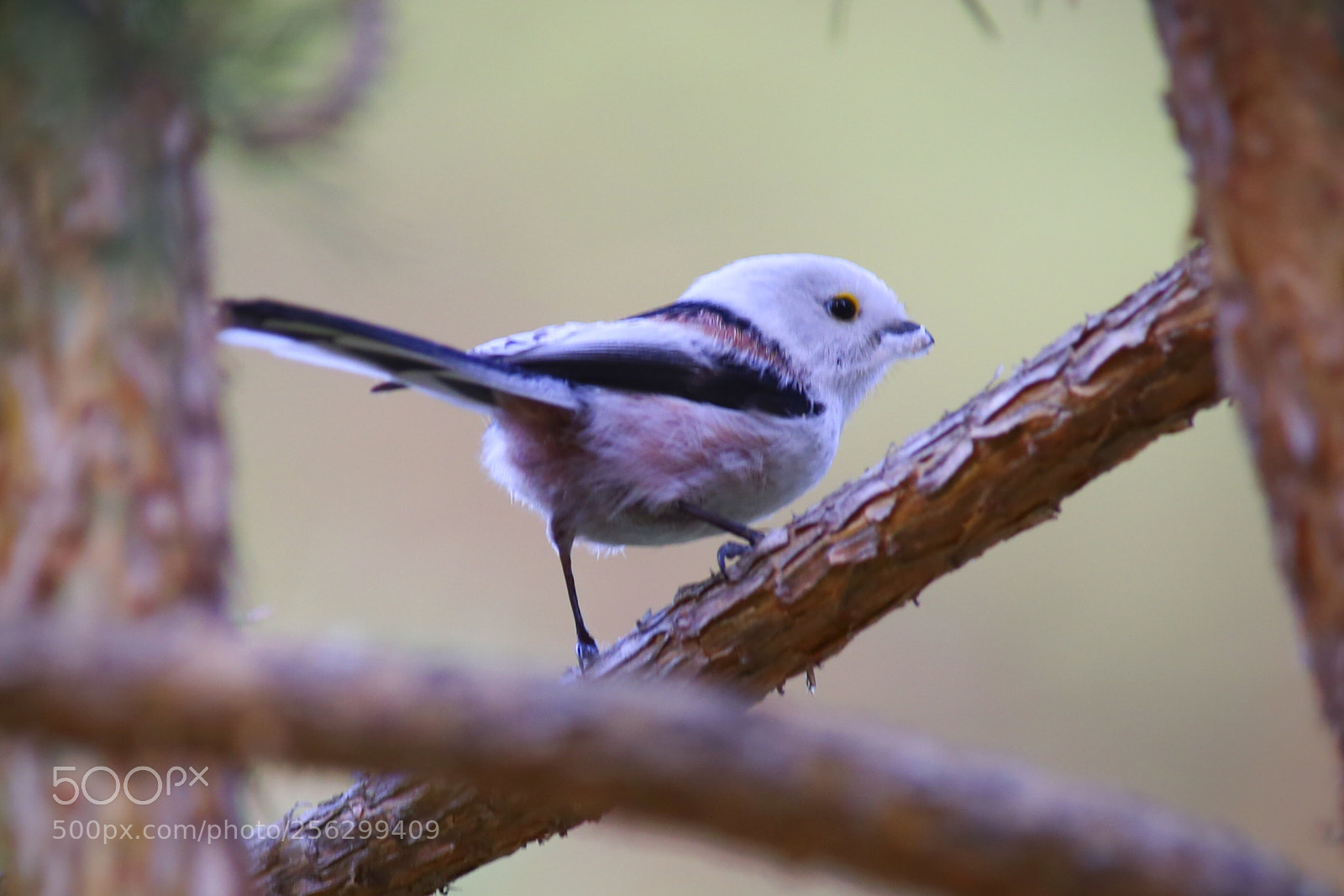 Canon EOS 6D sample photo. Bright bird photography