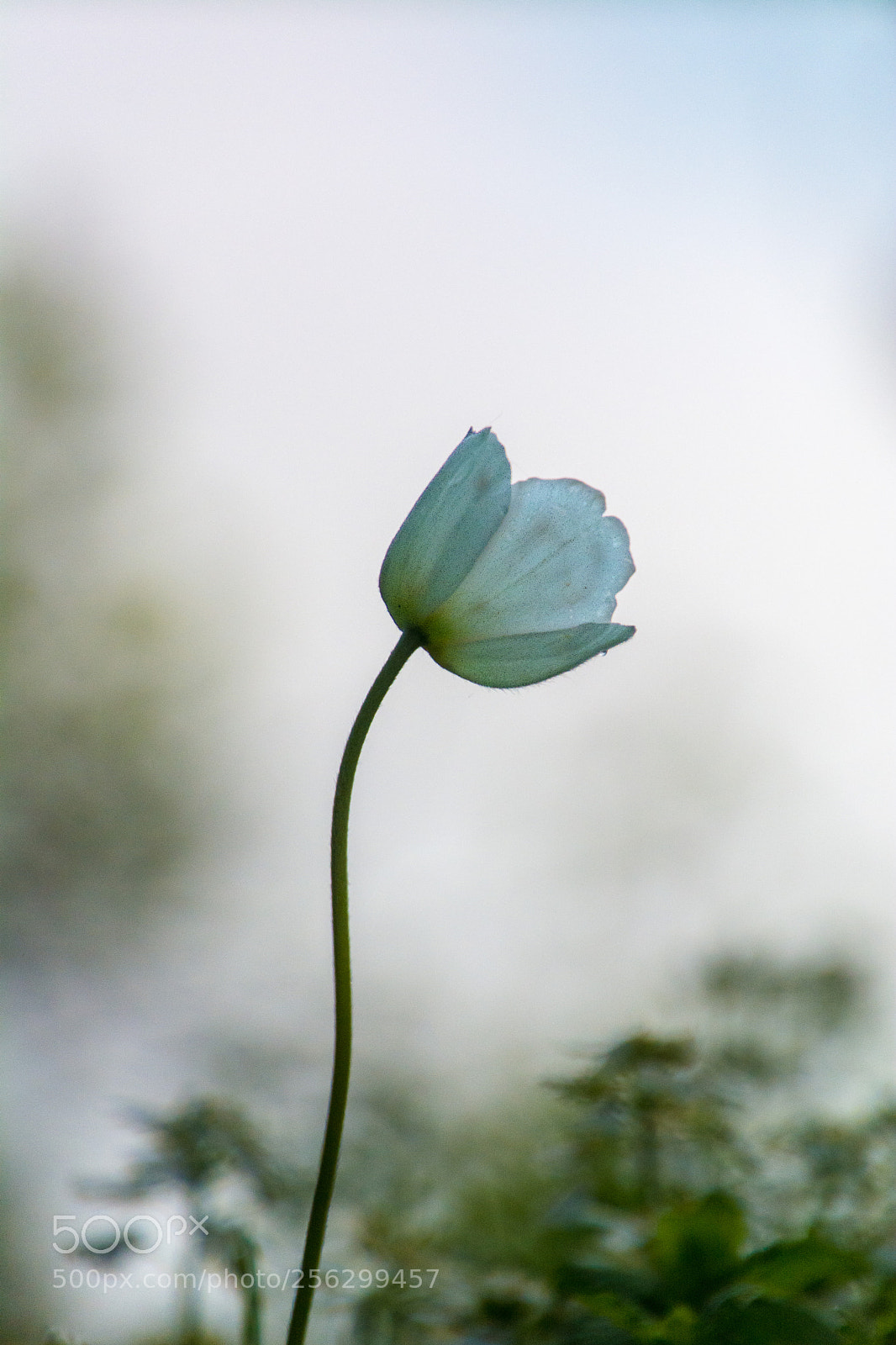 Nikon D7100 sample photo. Anemone 3.5.2018 photography