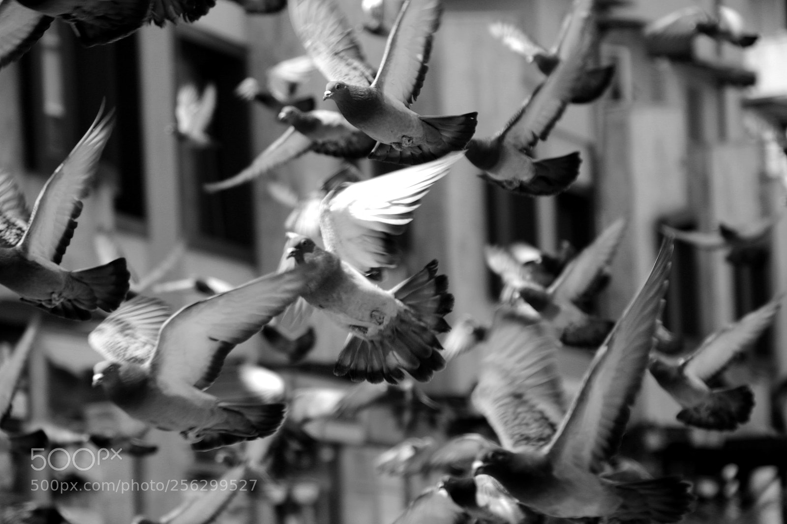 Canon EOS 70D sample photo. Wings photography