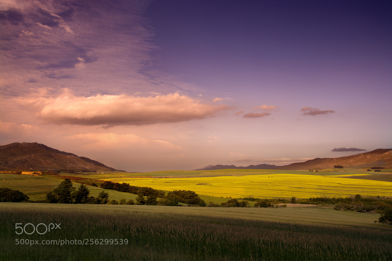 Nikon D7100 sample photo. Canola photography