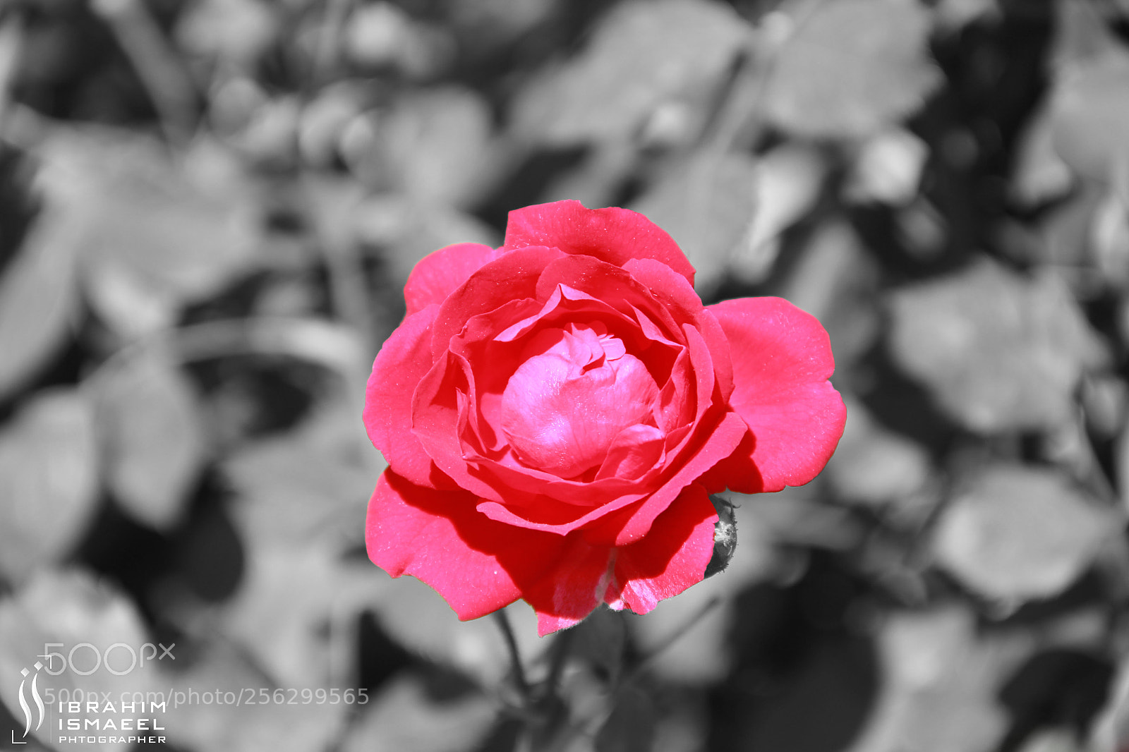 Canon EOS 60D sample photo. Excellence photography