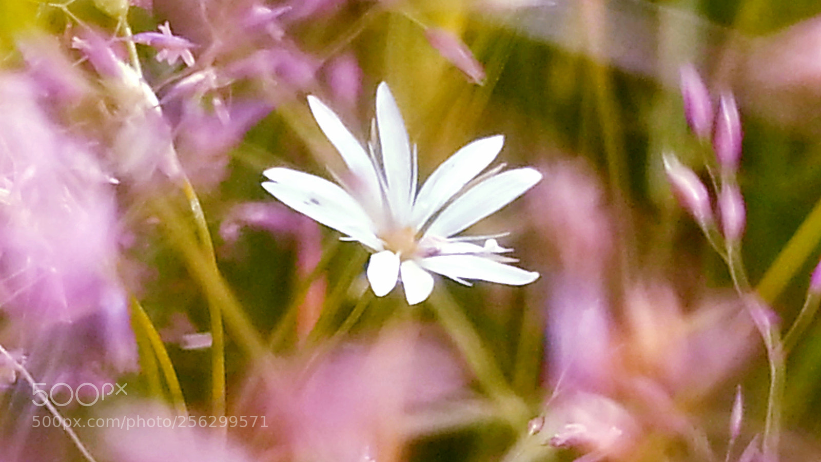 Samsung Galaxy S3 sample photo. Floral photography