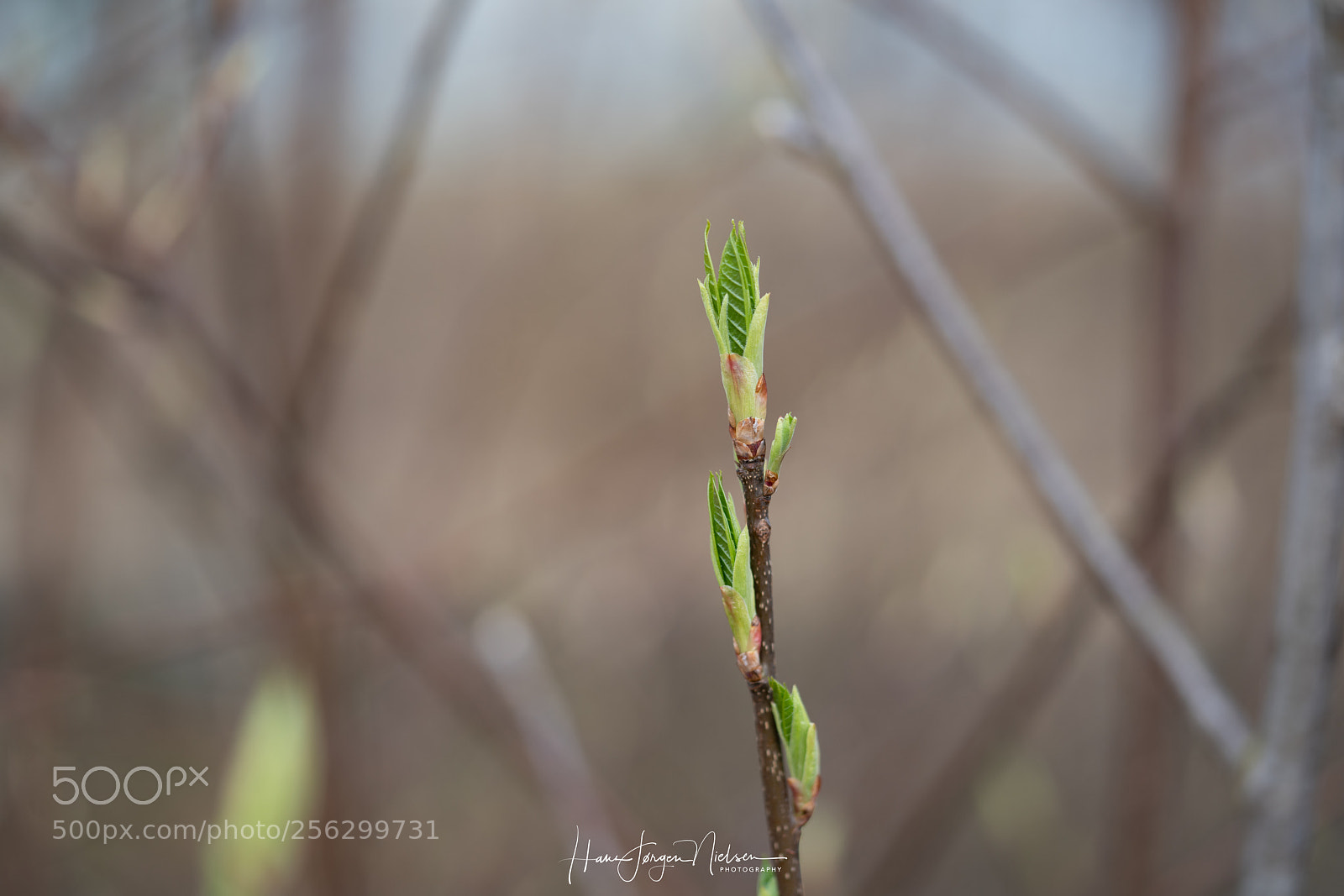 Sony a7R II sample photo. Hope is green photography
