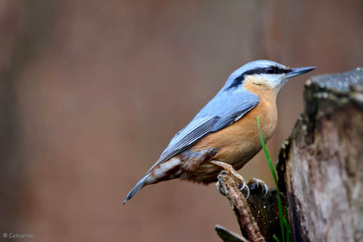 Nikon D7100 + Nikon Nikkor AF-S 300mm F4E PF ED VR sample photo. Observation photography