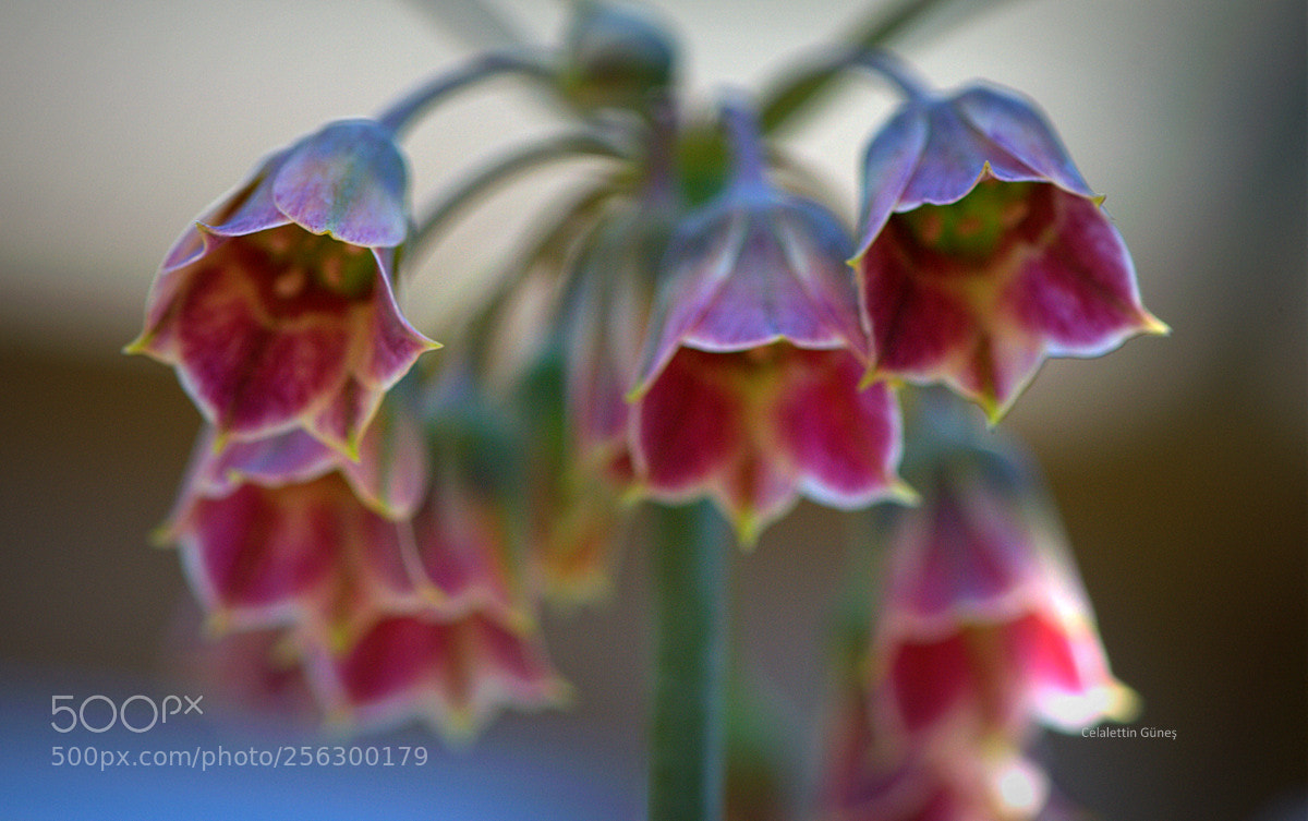 Nikon D300 sample photo. Allium sicilium photography