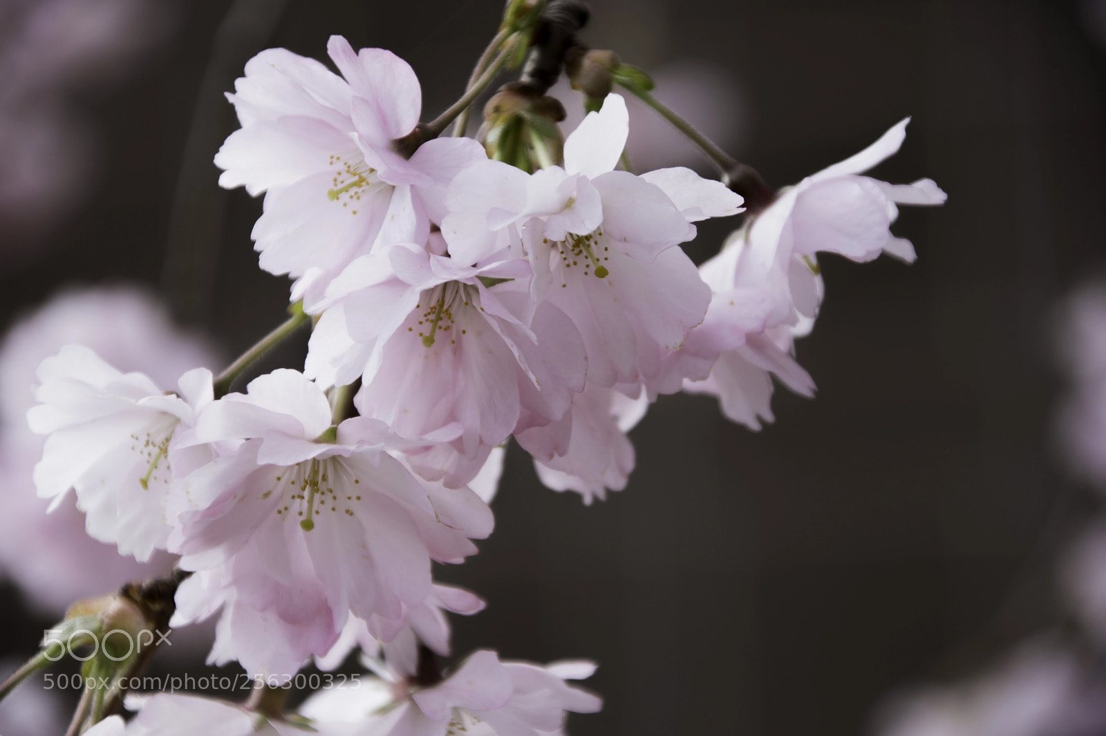 Nikon D7500 sample photo. Japanese cherry blossom photography