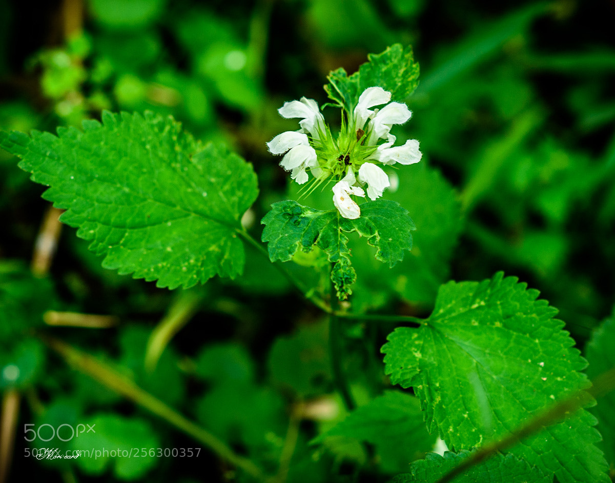 Nikon D750 sample photo. 26.jpg photography