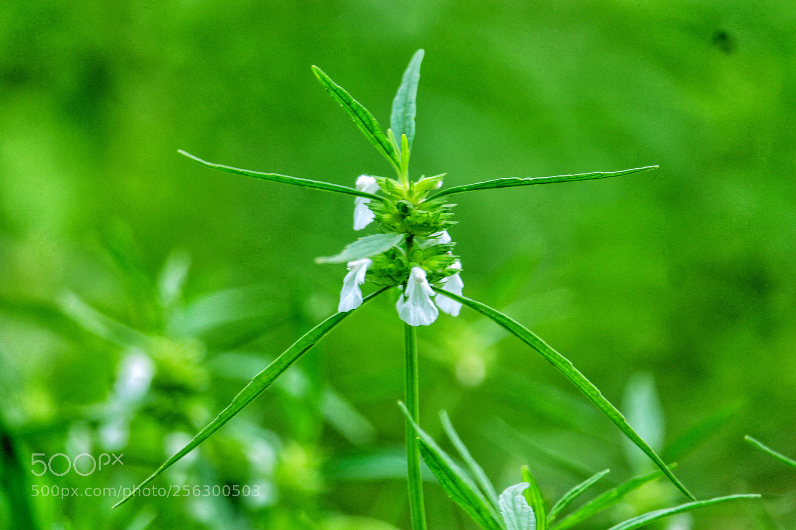Canon EOS 700D (EOS Rebel T5i / EOS Kiss X7i) sample photo. Flower photography