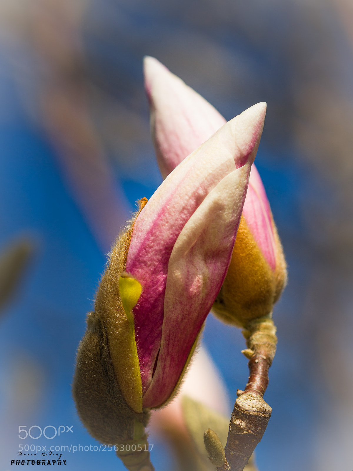 Canon EOS 700D (EOS Rebel T5i / EOS Kiss X7i) sample photo. ♡together♡ photography