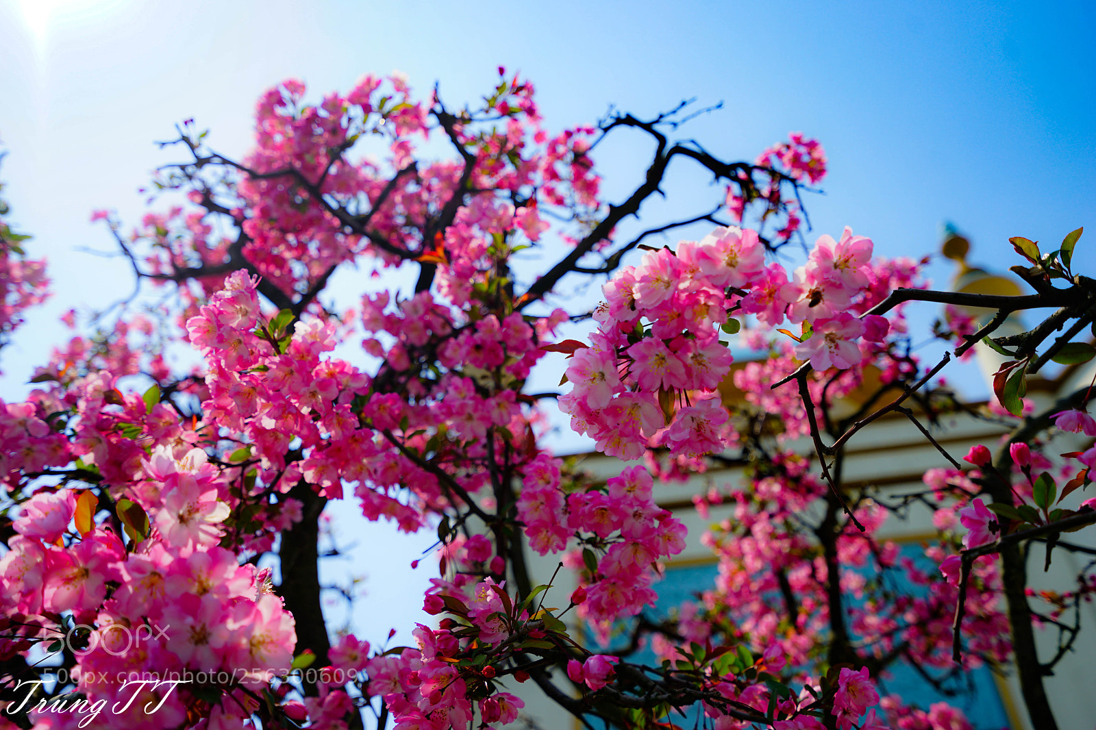 Sony a7 II sample photo. Everland photography