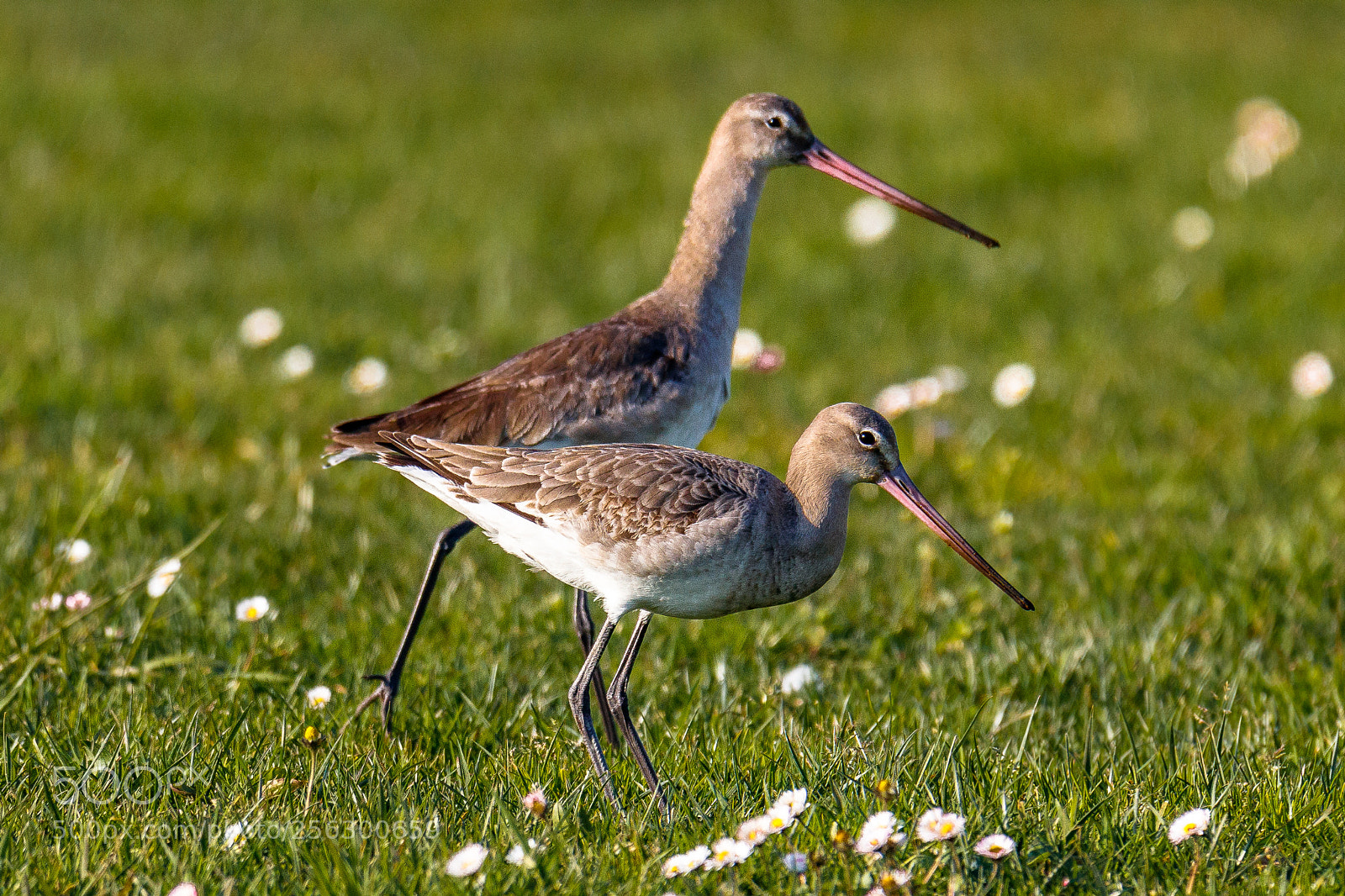Canon EOS 80D sample photo. Black-tailed godwit photography