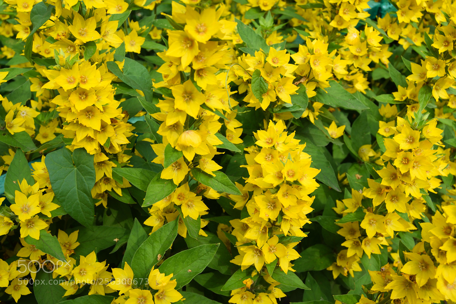 Nikon D3300 sample photo. Yellow flowers photography