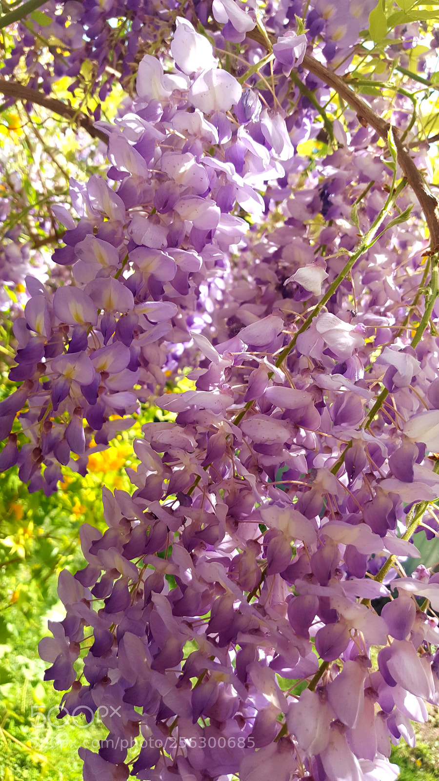 Samsung Galaxy S6 sample photo. 20180501_123607.jpg photography