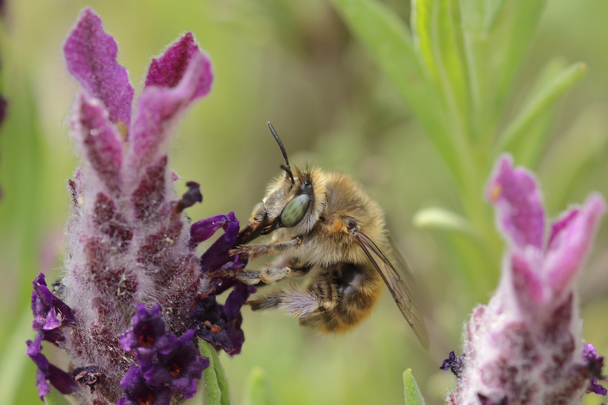 Canon EF 100mm F2.8L Macro IS USM sample photo. Spring intent... photography
