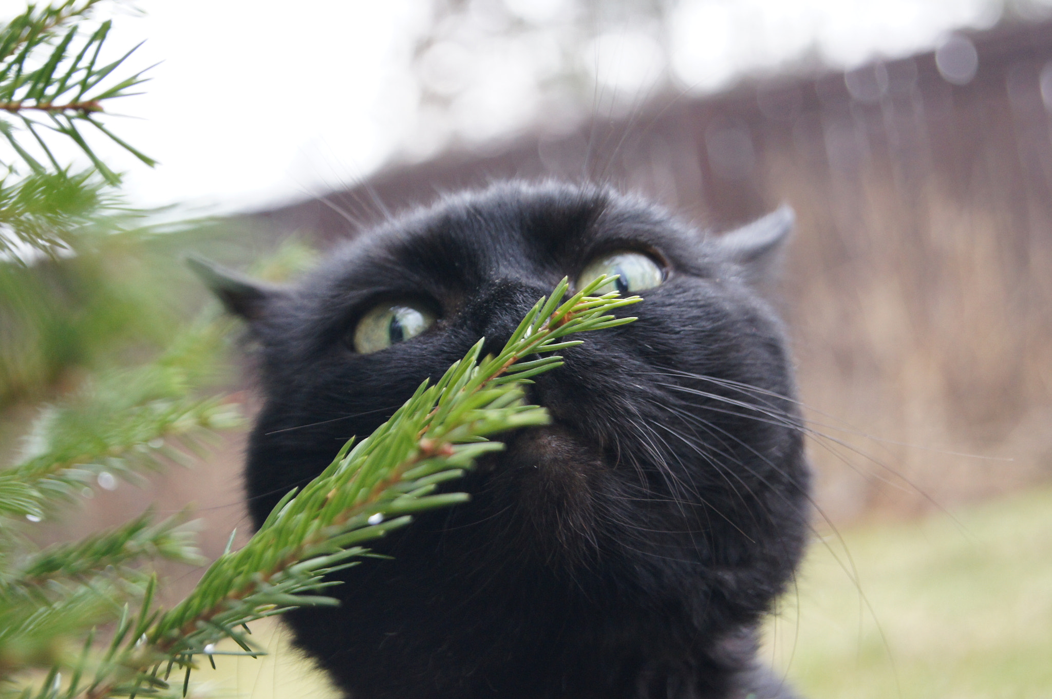 Sony Alpha DSLR-A580 sample photo. Smell of fir-tree photography