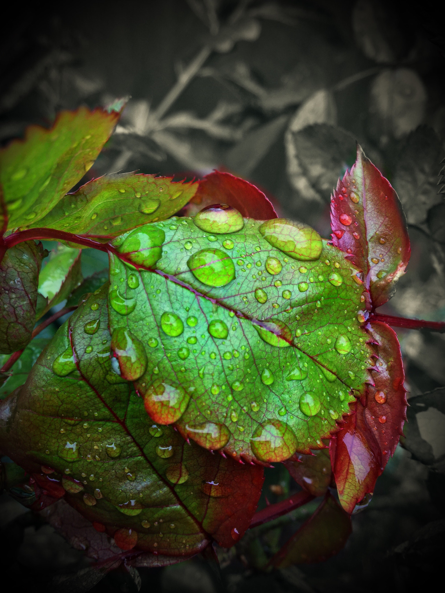Apple iPad Air 2 sample photo. Wet leaves photography