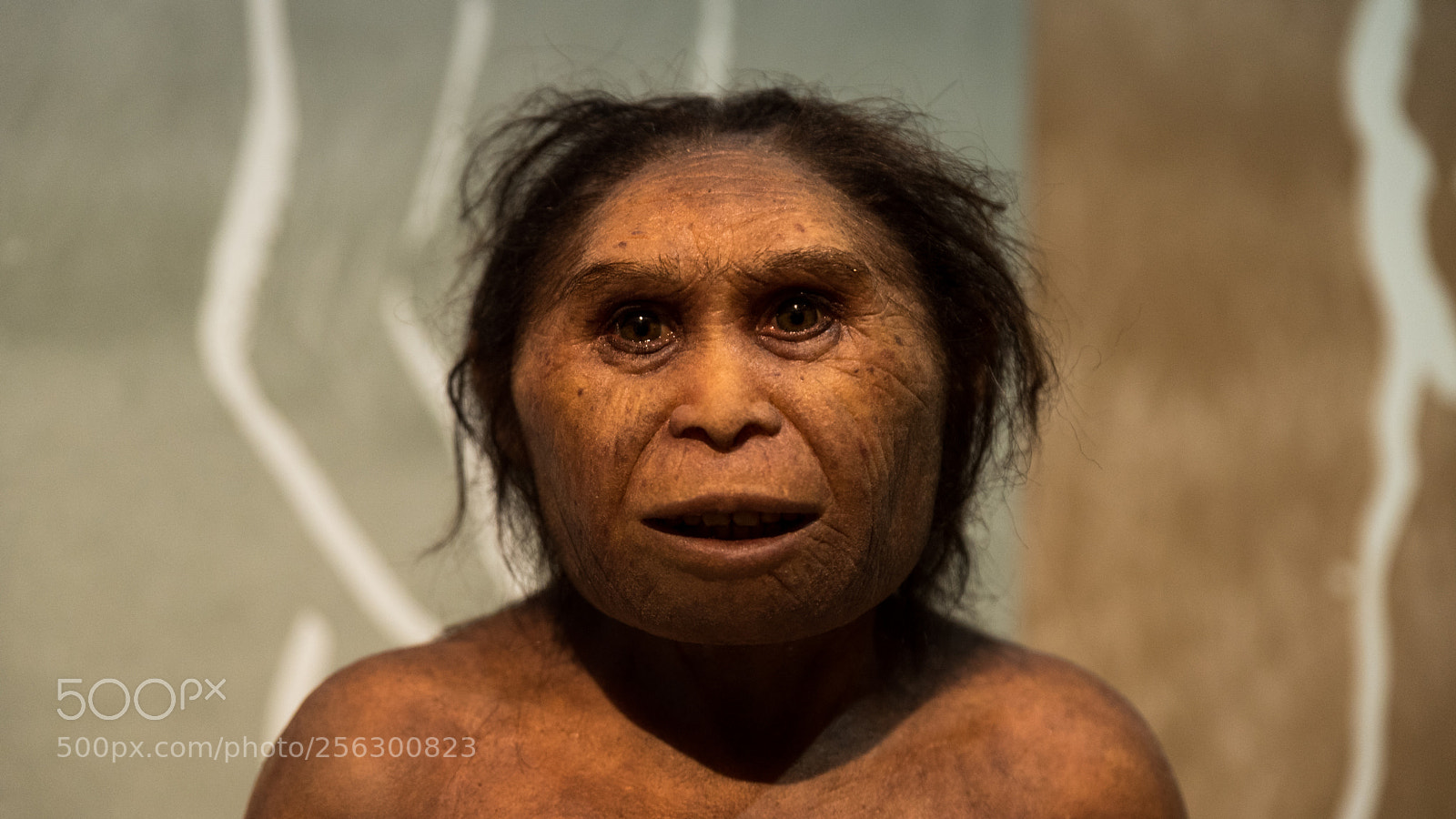 Nikon D750 sample photo. Expo neandertal - mus photography