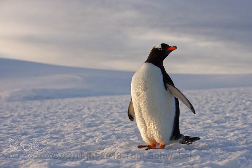 Nikon D800 sample photo. Perplexed penguin photography